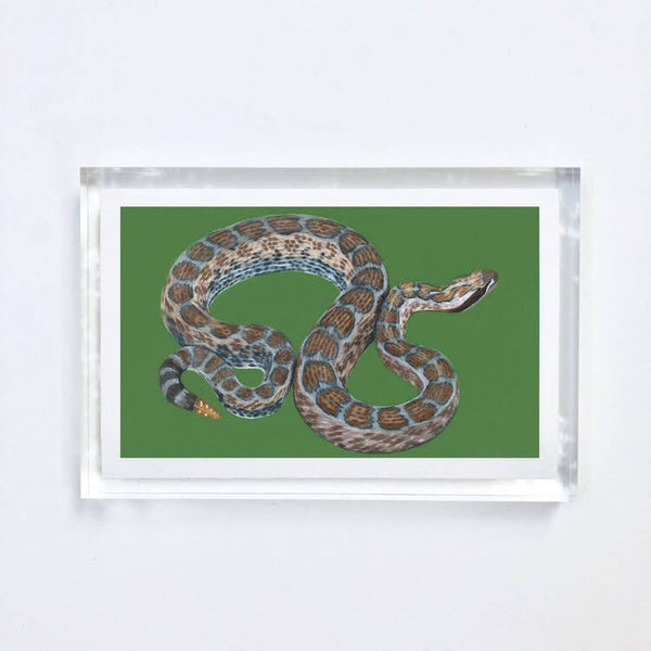 Snake Print With Acrylic Frame