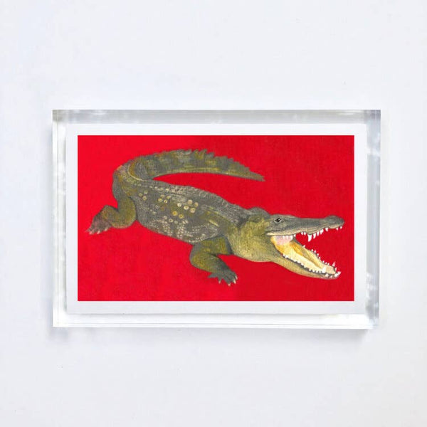 Alligator Print With Acrylic Frame