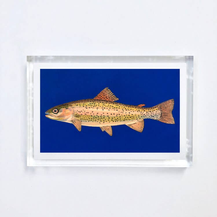 Trout Print With Acrylic Frame